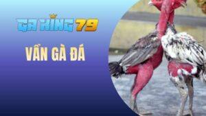 Vần gà đá