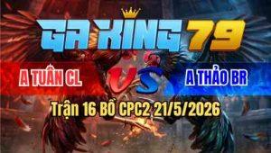 Trận 16 Bồ CPC2 21/5/2025 - Xám Vàng Buông Đuôi Đá Xám Xoang Lìa Chân Nằm Biệt